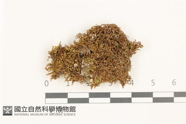 印度扭口蘚藏品圖，第1張