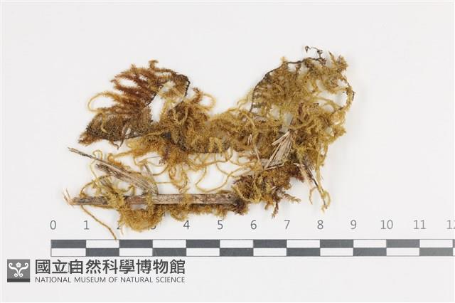 登錄號:B00009005藏品圖，第1張