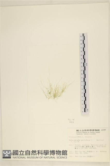 筋條石髮藏品圖，第3張