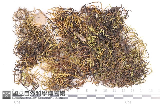 登錄號:B00013005藏品圖，第1張