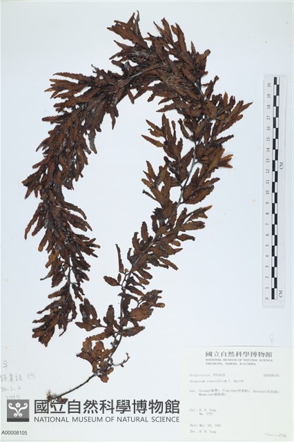 厚葉馬尾藻藏品圖，第1張