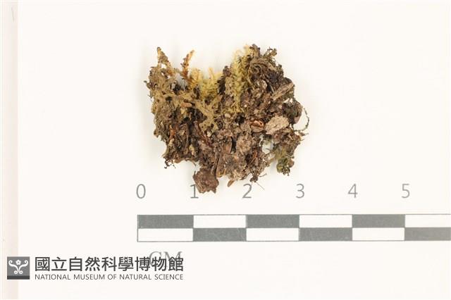 登錄號:B00019105藏品圖，第1張