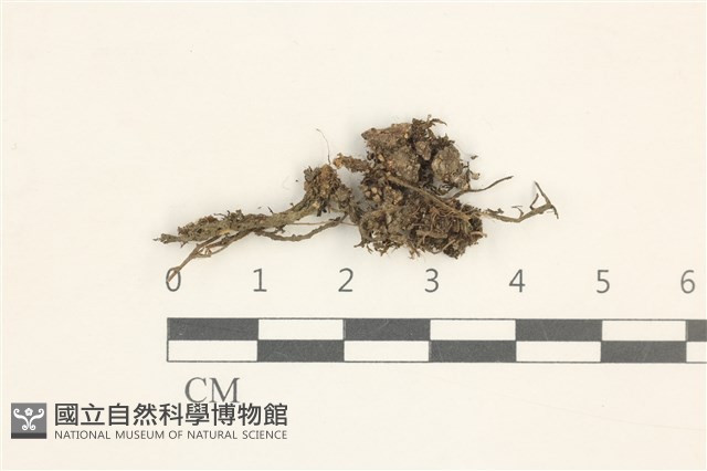 登錄號:B00015105藏品圖，第1張