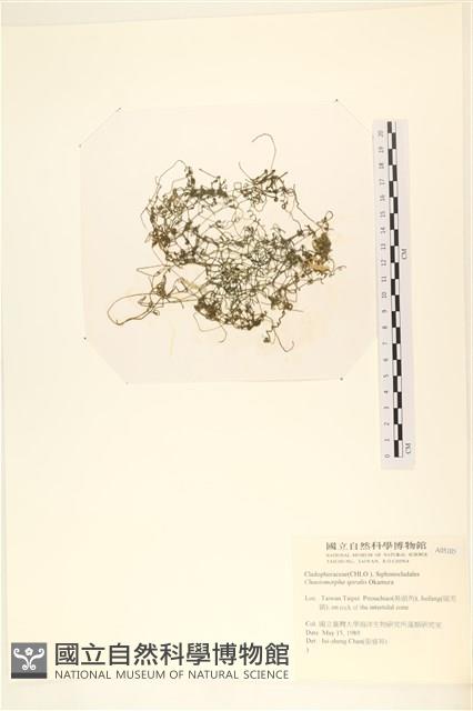 線形硬毛藻, 卷絲綠苔藏品圖，第1張