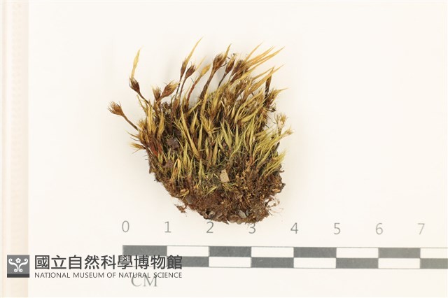 登錄號:B00011105藏品圖，第1張
