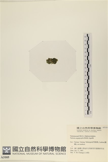 法囊藻藏品圖，第3張