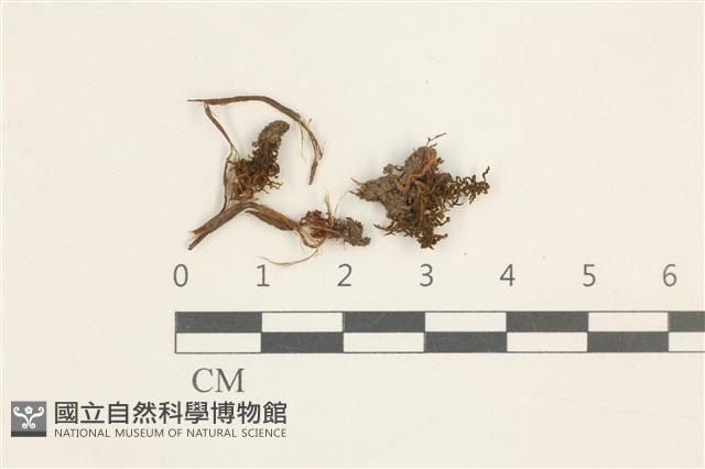 登錄號:B00015505藏品圖，第1張