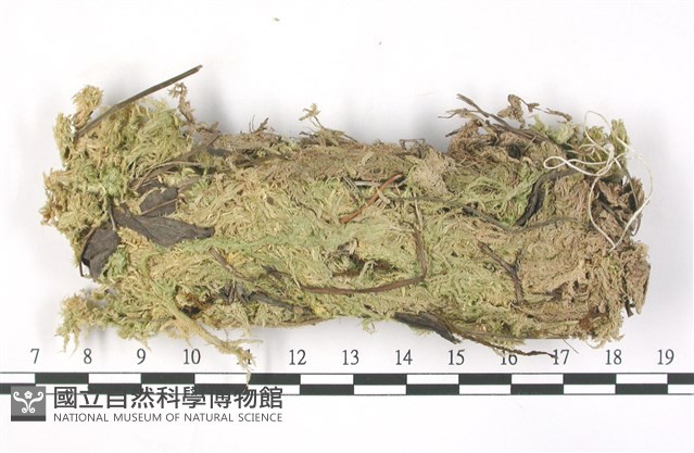 稀孔泥炭蘚藏品圖，第1張