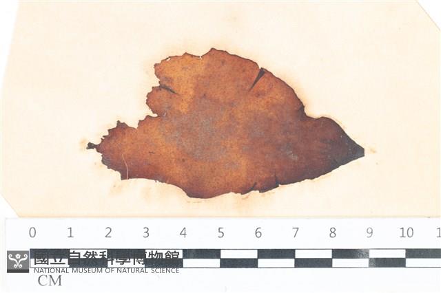 登錄號:A00003505藏品圖，第1張