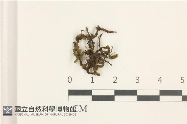 鞭苔藏品圖，第1張
