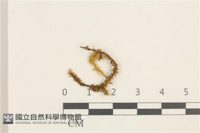 登錄號:B00018405藏品圖，第1張