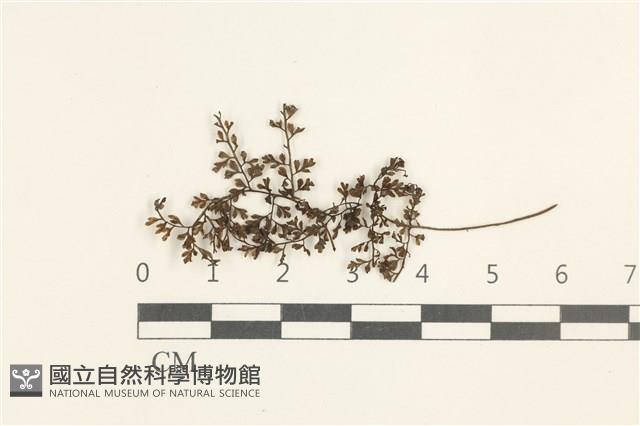登錄號:B00019405藏品圖，第1張