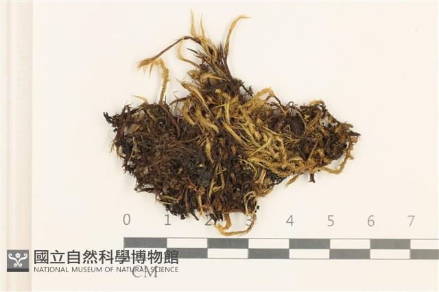 毛尖曲柄蘚藏品圖，第1張