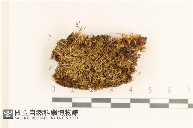 登錄號:B00017405藏品圖，第1張