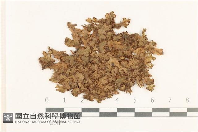 小蛇苔藏品圖，第1張