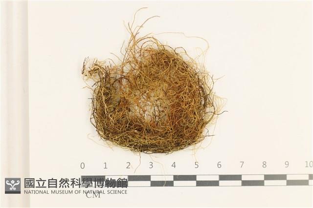 鞭枝懸蘚藏品圖，第1張