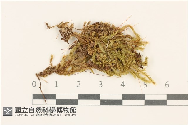 登錄號:B00000405藏品圖，第1張