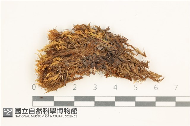 沼澤皺蒴蘚藏品圖，第1張