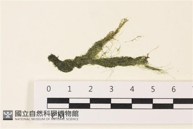 偏列羽藻藏品圖，第1張