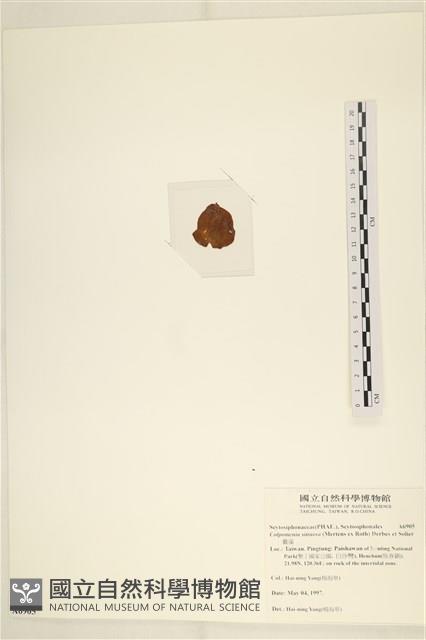 袋苔, 囊藻藏品圖，第3張
