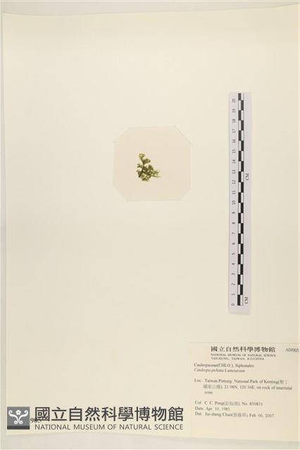 盾葉蕨藻藏品圖，第3張