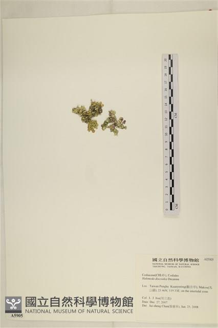 盤狀仙掌藻藏品圖，第2張