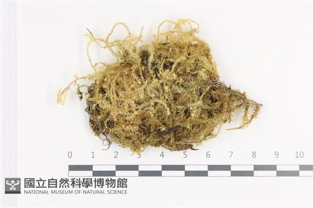 毛扭蘚藏品圖，第1張