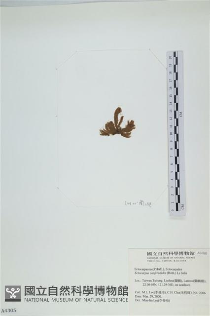 絲狀外子藻, 水雲藏品圖，第3張