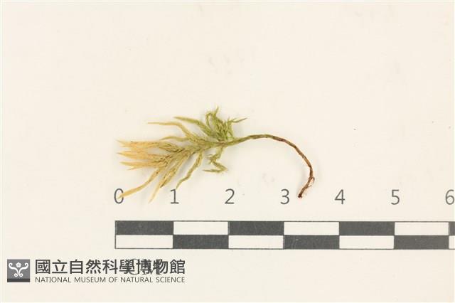 登錄號:B00017305藏品圖，第1張