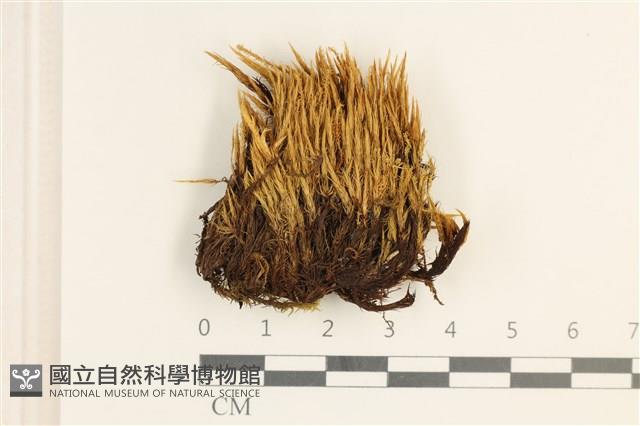 節莖曲柄蘚藏品圖，第1張