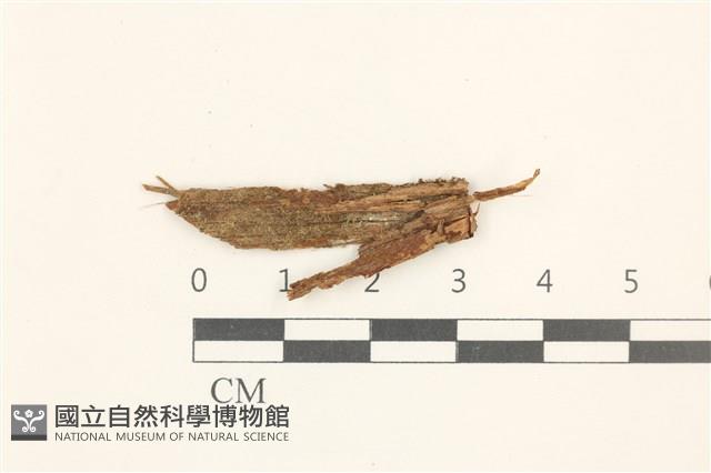 登錄號:B00016705藏品圖，第1張