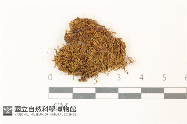 扭葉叢本蘚藏品圖，第1張