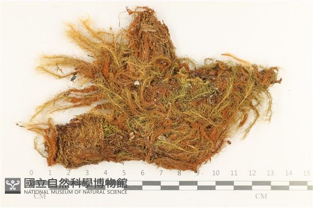 登錄號:B00000705藏品圖，第1張