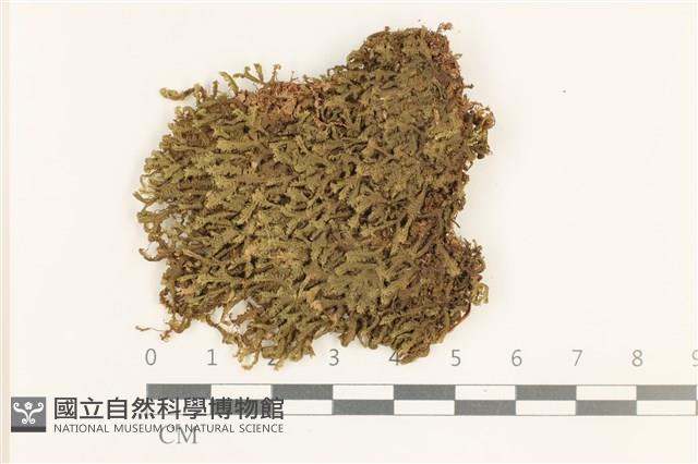 鞭苔,三裂鞭苔藏品圖，第1張