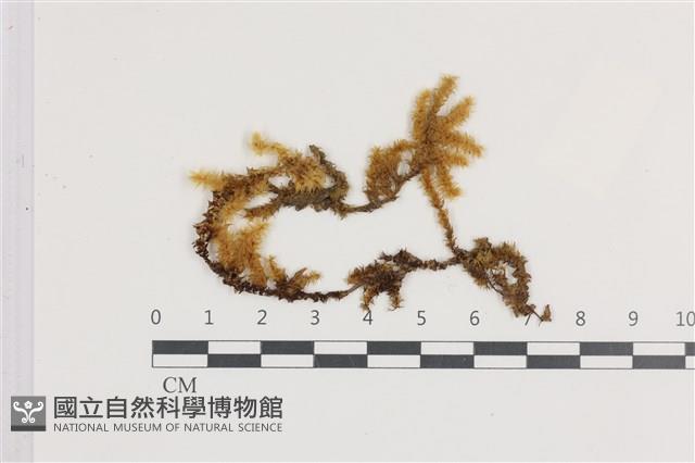 大灰氣蘚藏品圖，第1張