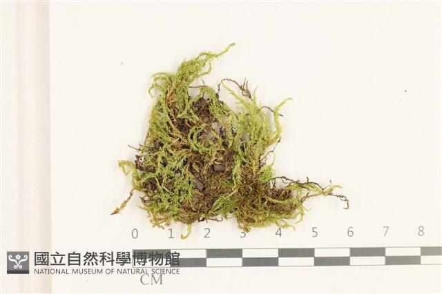 溪邊青蘚藏品圖，第1張