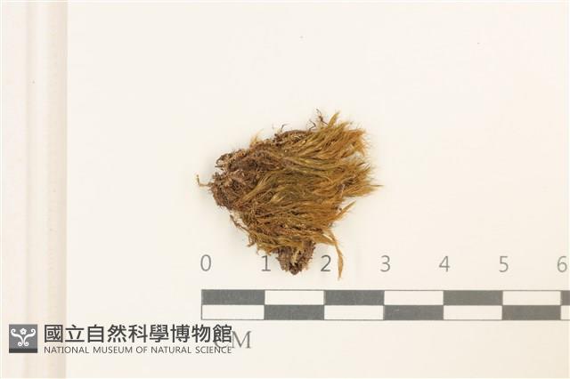 登錄號:B00009285藏品圖，第1張