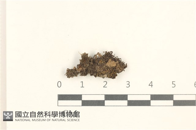 鈍瓣大萼苔藏品圖，第1張
