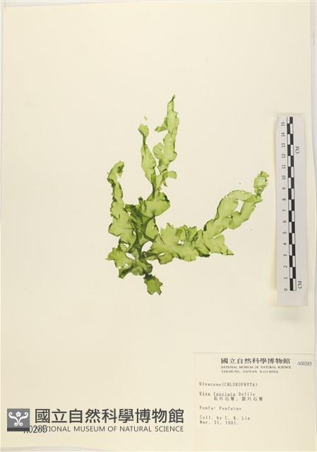 長片石蓴, 裂片石蓴藏品圖，第1張