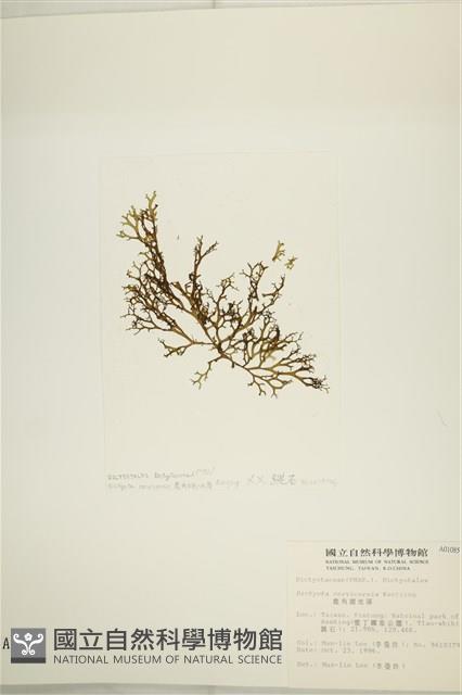 鹿角網地藻藏品圖，第3張