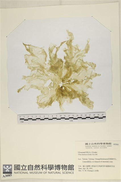 大石蓴, 石蓴藏品圖，第1張