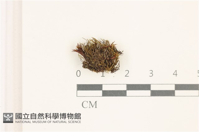 東亞昂氏蘚,東方昂氏蘚藏品圖，第1張