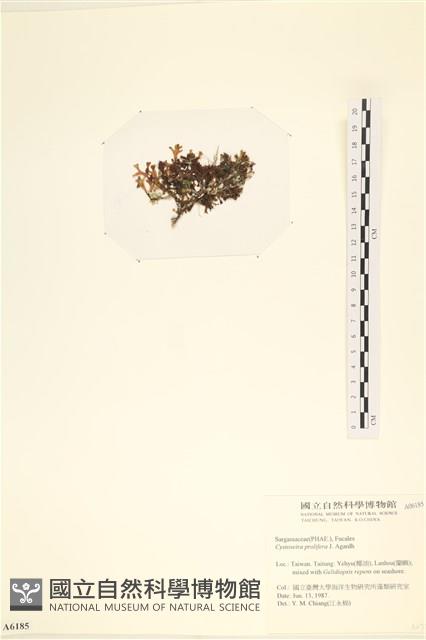 登錄號:A00006185藏品圖，第3張