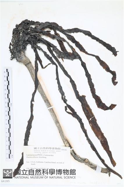 登錄號:A00004185藏品圖，第1張