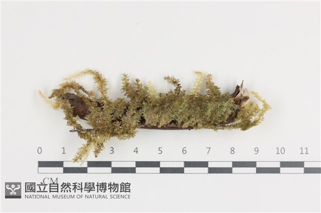 登錄號:B00007185藏品圖，第1張