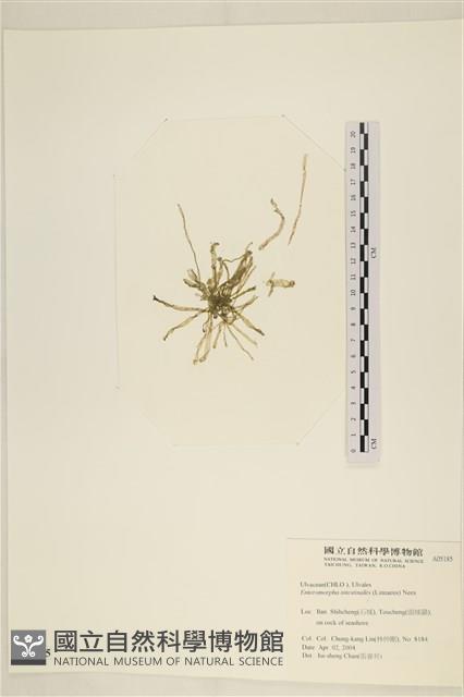 腸滸苔, 河石髮藏品圖，第3張