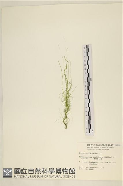 筋條石髮藏品圖，第1張
