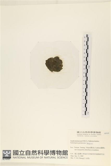 指枝藻藏品圖，第3張