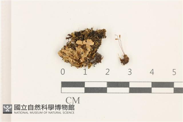 登錄號:B00009585藏品圖，第1張