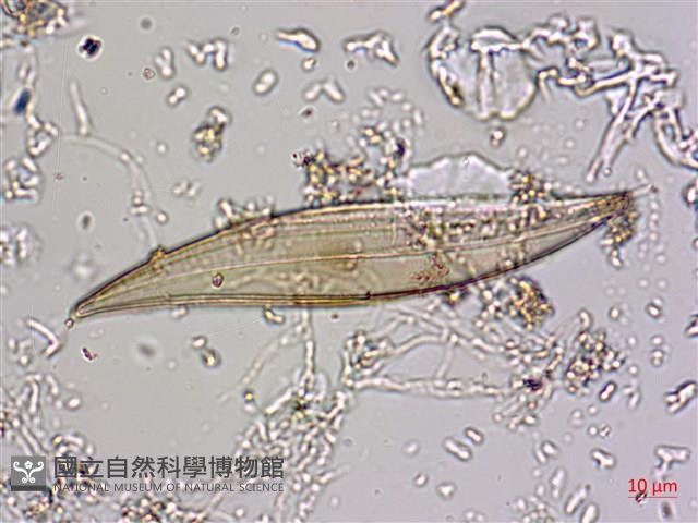 登錄號:A00004585藏品圖，第3張